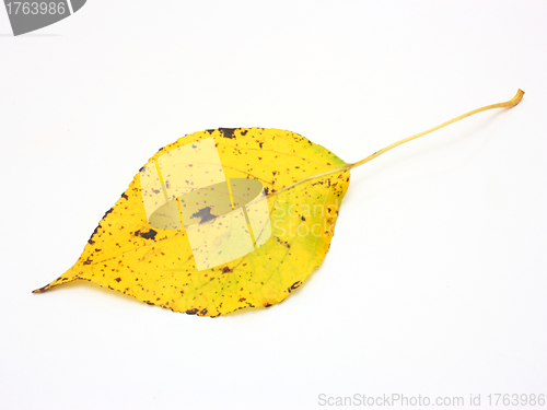Image of Yellow leaves