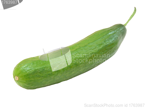 Image of The fresh green cucumber