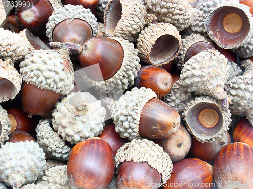 Image of acorns on the white background