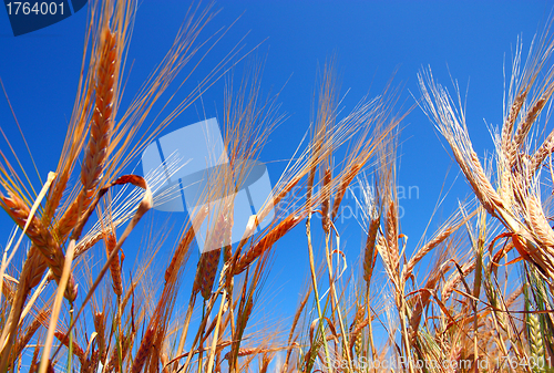 Image of gold ears of wheat under deep blue sky