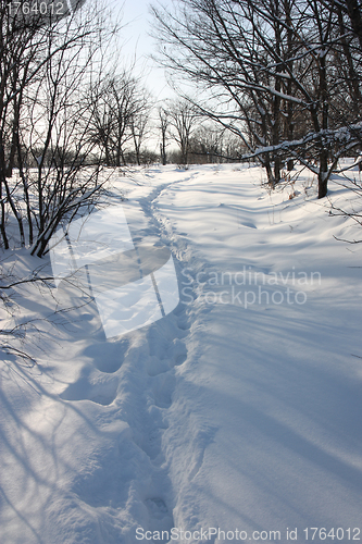 Image of Path through winter woods