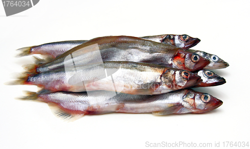 Image of Capelin fish isolated on the white background