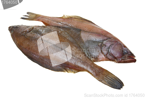 Image of Four fresh flounder fishes 