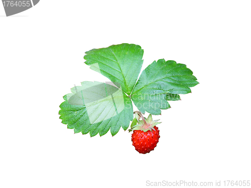 Image of strawberries closeup with green leaves