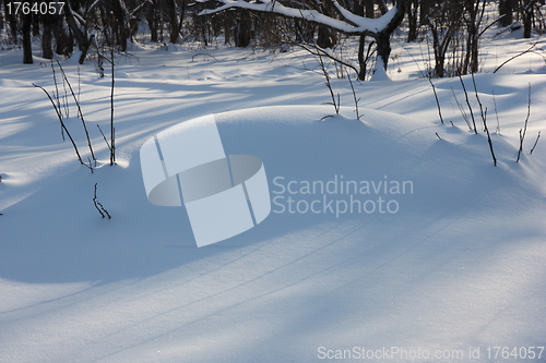 Image of The big snowdrift in winter wood 