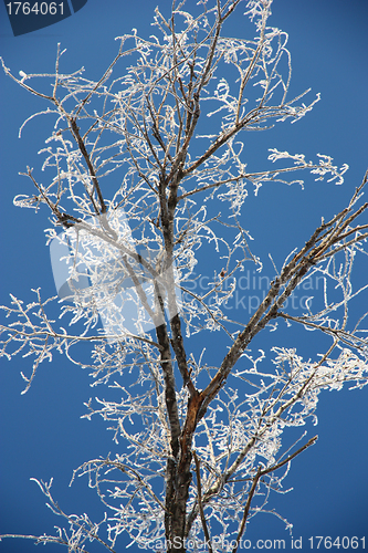 Image of Tree branches covered with hoarfrost