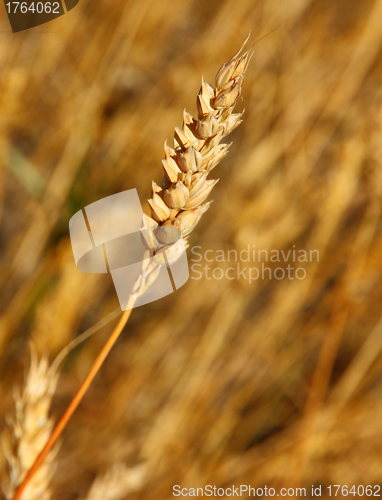 Image of Yellow grain ready for harvest growing in a farm field