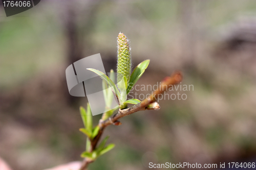 Image of Young sprout