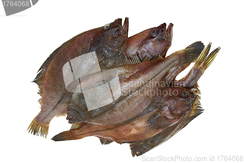 Image of Four fresh flounder fishes 