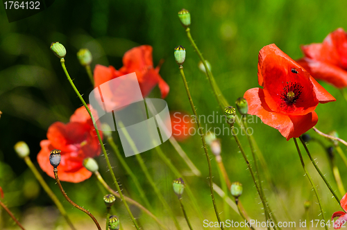 Image of Poppy flowers