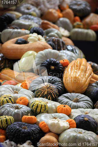 Image of Crop of pumpkins, squash and gourd