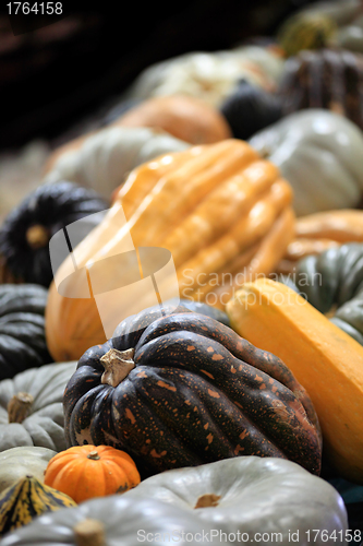 Image of Variety of pumpkins