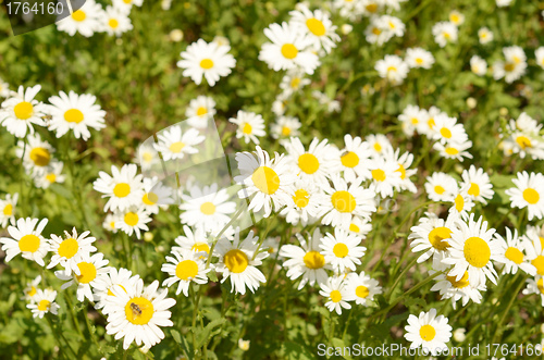 Image of camomiles