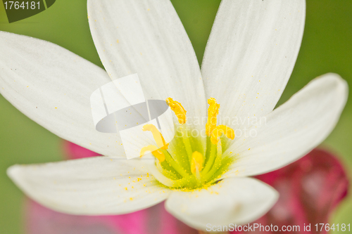 Image of Beautiful White flower