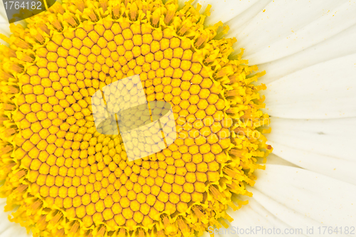 Image of Beautiful daisy