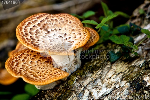 Image of Wild Mushrooms