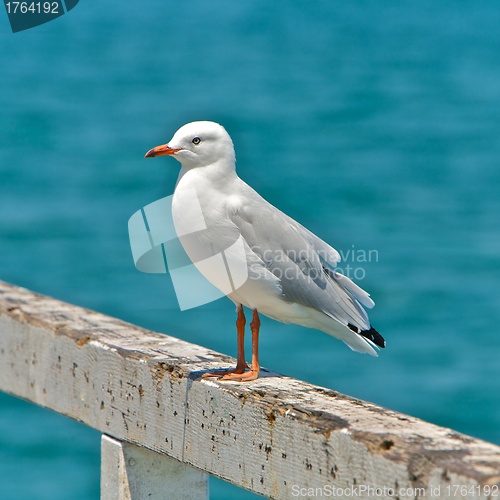 Image of Seagull 