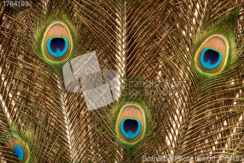 Image of Peacock Feather 