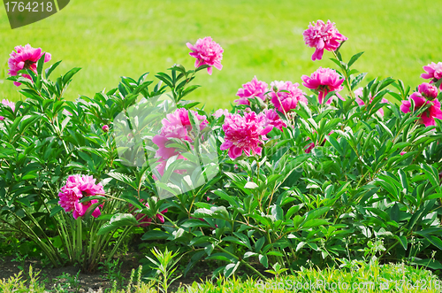 Image of Peonies