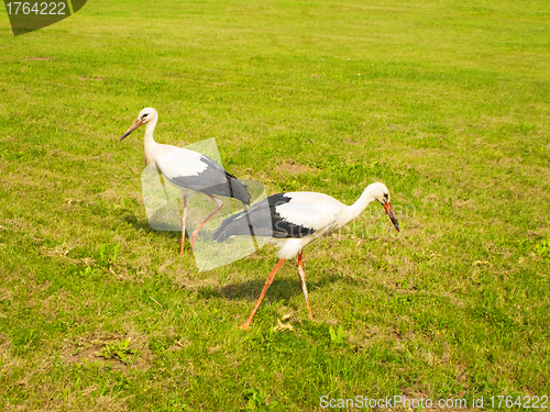 Image of Stork