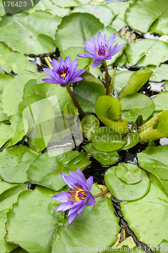 Image of Blue water lily