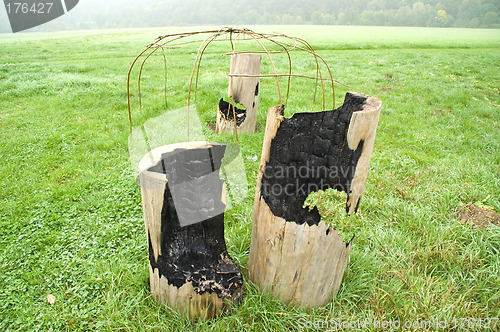 Image of Burned out tree trunks 02