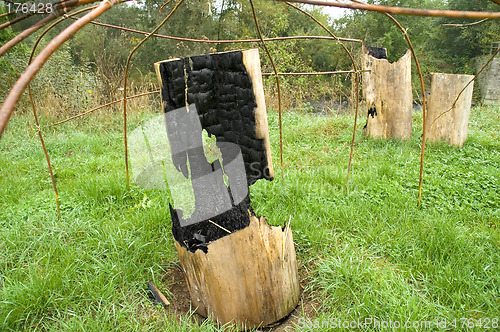 Image of Burned out tree trunks 03