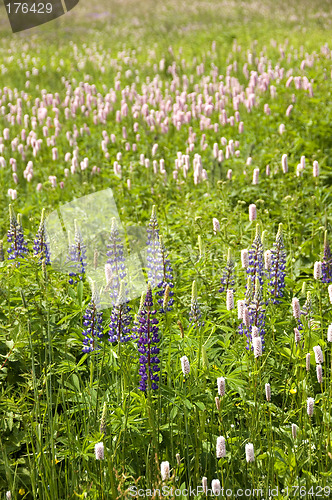 Image of Wild Lupins 01