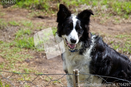 Image of Boarder collie