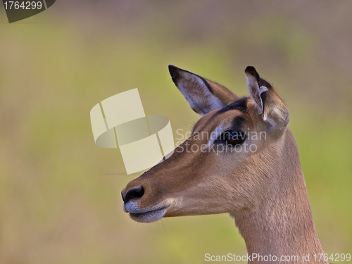 Image of Impala, South Africa