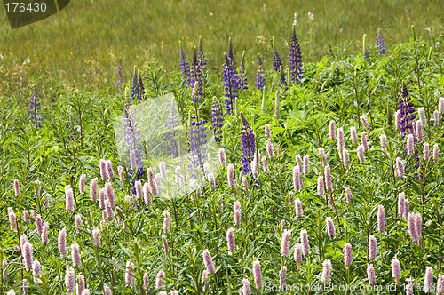 Image of Wild Lupins 02