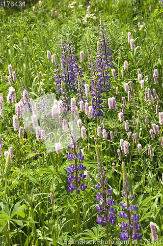 Image of Wild Lupins 03