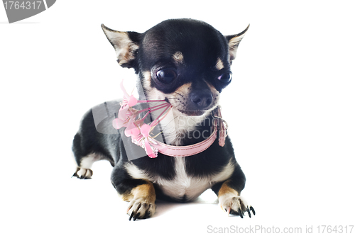 Image of puppy chihuahua and flower