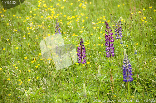 Image of Wild Lupins 04