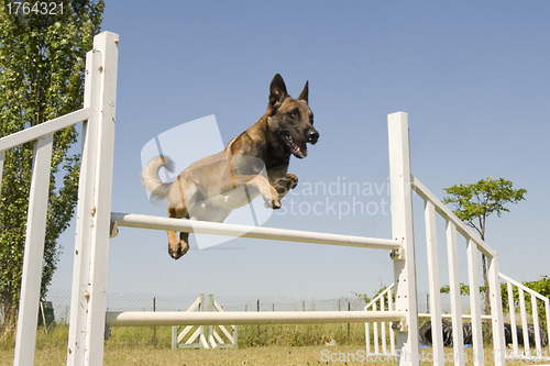 Image of jumping malinois