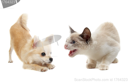 Image of aggressive cat and puppy chihuahua