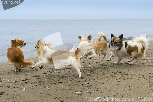 Image of chihuahuas on the beach