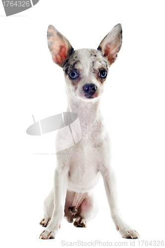 Image of puppy chihuahua
