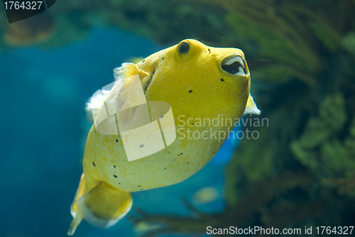 Image of Golden Pufferfish