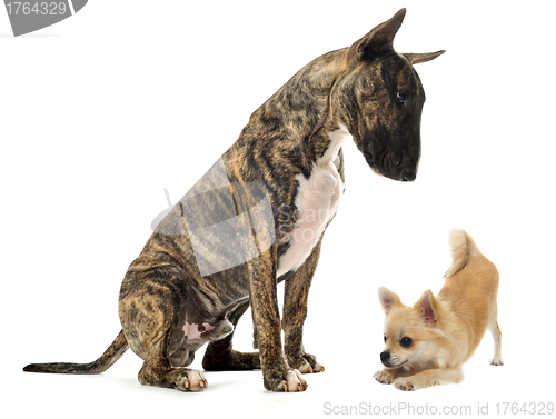 Image of bull terrier and puppy chihuahua