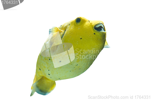 Image of Golden Pufferfish
