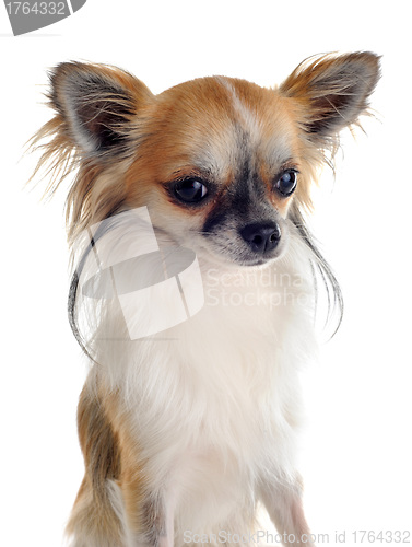 Image of chihuahua