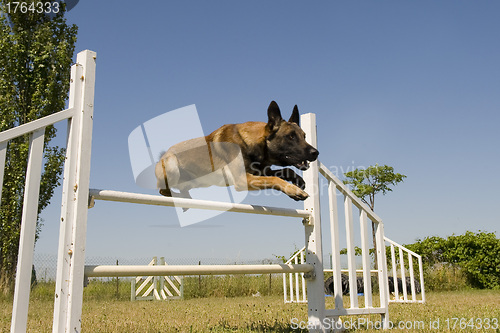 Image of jumping malinois