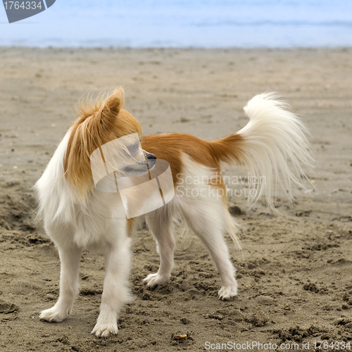 Image of chihuahua on the beach