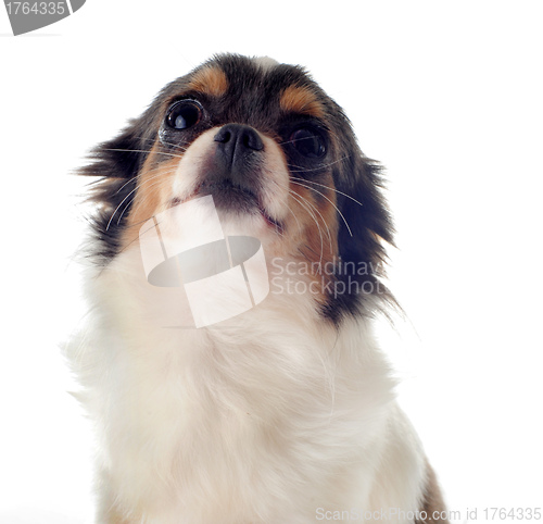 Image of puppy chihuahua