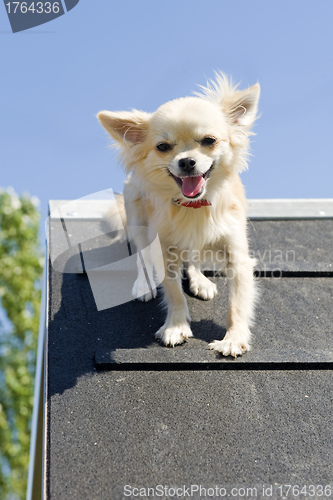 Image of jumping chihuahua