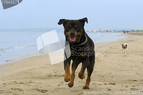 Image of rottweiler running on the beach