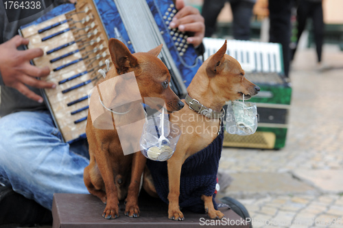 Image of miniature pinscher