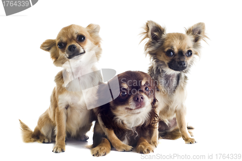 Image of three chihuahuas