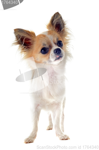 Image of chihuahua